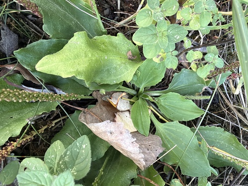 Plantago major observed 2026-10-27