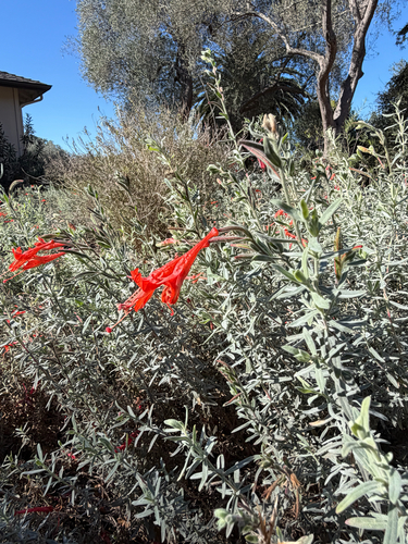 Epilobium observed 2026-10-27