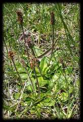 Plantago alpestris