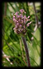 Plantago alpestris