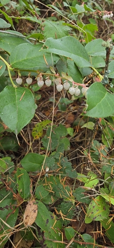 Gaultheria shallon observed 2026-10-27