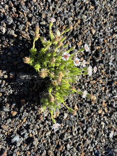 Tetramolopium humile observed 2026-10-26
