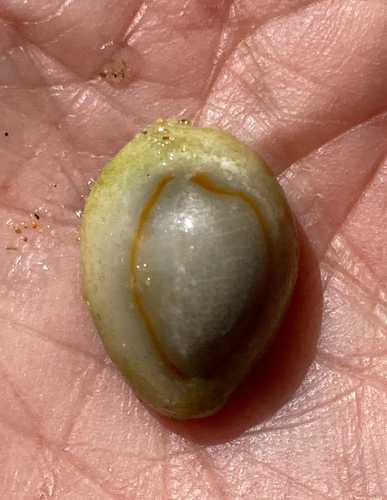 Cypraea annulus observed 2026-10-25