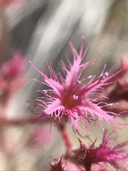 Chorizanthe fimbriata