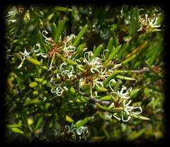 Grevillea australis