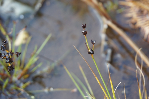 Juncus articulatus observed 2026-10-27