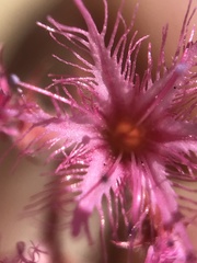 Chorizanthe fimbriata