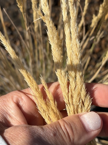 Trisetum glomeratum observed 2026-10-26