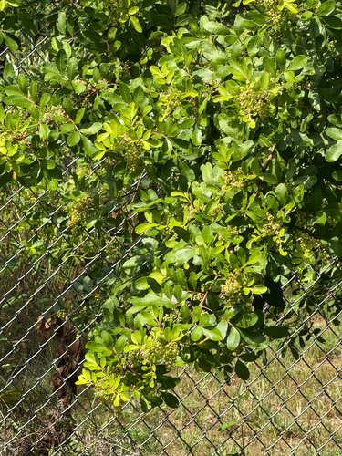 Schinus terebinthifolia observed 2026-10-27