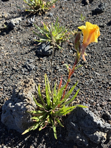 Oenothera stricta observed 2026-10-26