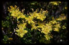 Asterolasia trymalioides