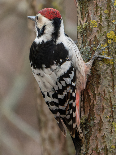 Dendrocopos leucotos, 2026-10-27