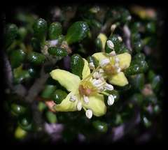 Asterolasia trymalioides