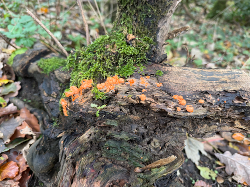 Dacrymyces stillatus, 2026-10-27
