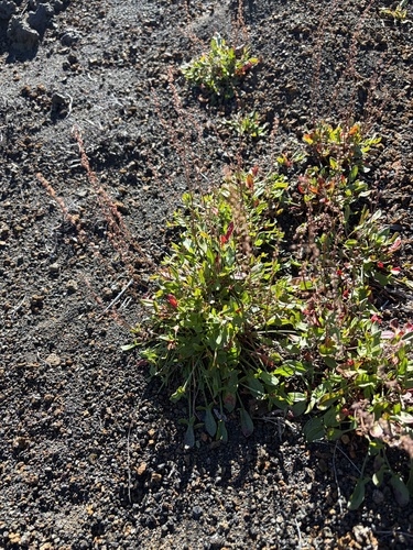 Rumex acetosella observed 2026-10-26
