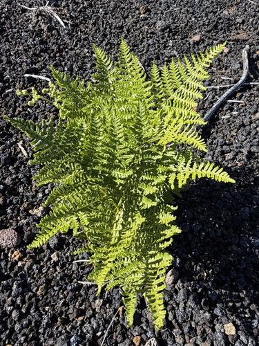 Pteridium, 2026-10-26