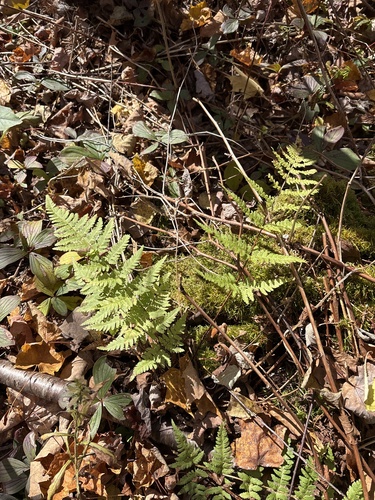 Dryopteris carthusiana observed 2026-10-27