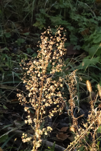 Erigeron canadensis observed 2026-10-27