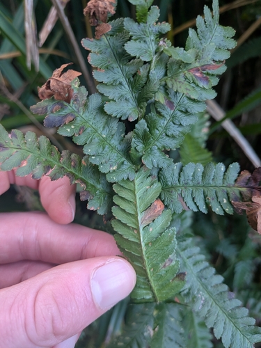 Dryopteris filix-mas observed 2026-10-27