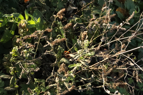 Mentha spicata observed 2026-10-27