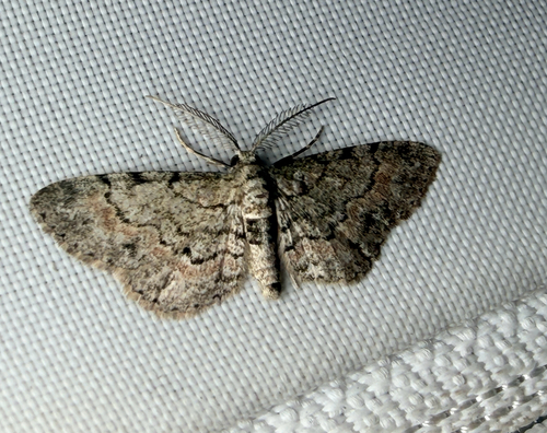Tephrosia observed 2026-10-27
