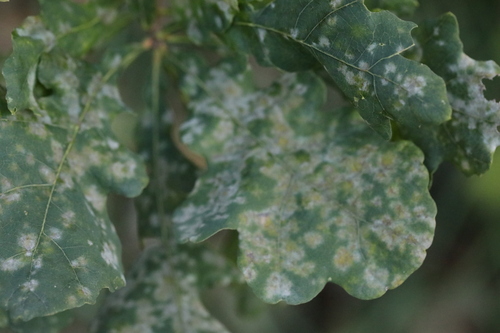 Quercus robur observed 2026-10-27