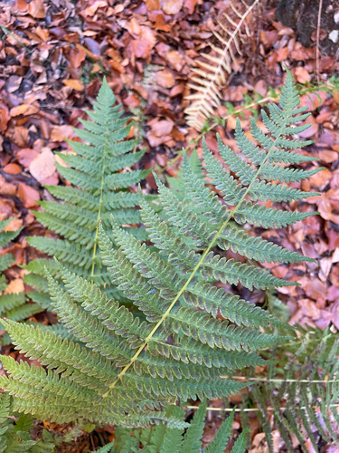 Oreopteris limbosperma observed 2026-10-27