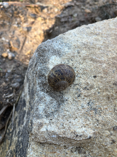 Helix aspera, 2026-10-27