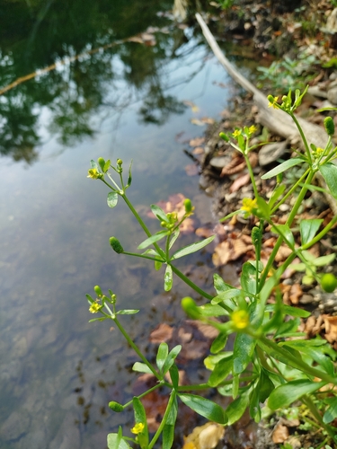 Ranunculus observed 2026-10-27