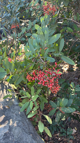 Photinia observed 2026-10-27
