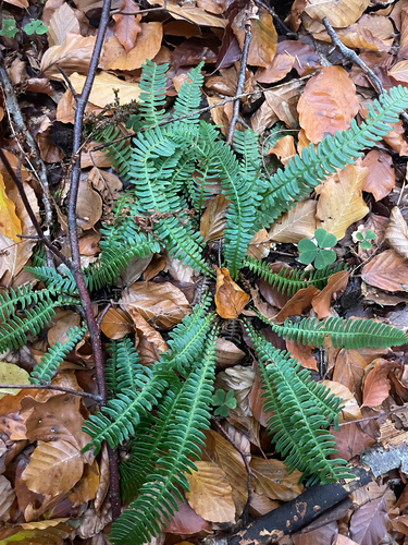 Blechnum observed 2026-10-27