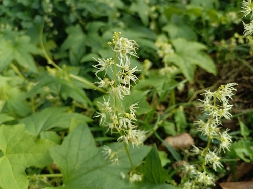 Echinocystis lobata, 2026-10-27