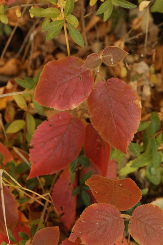 Viburnum lantana observed 2026-10-27