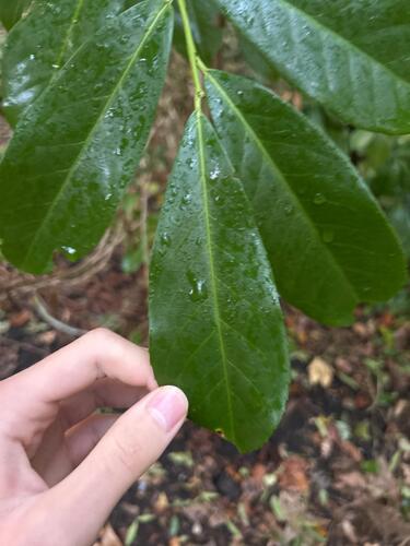 Prunus observed 2026-10-27