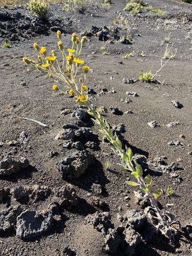 Heterotheca grandiflora observed 2026-10-26