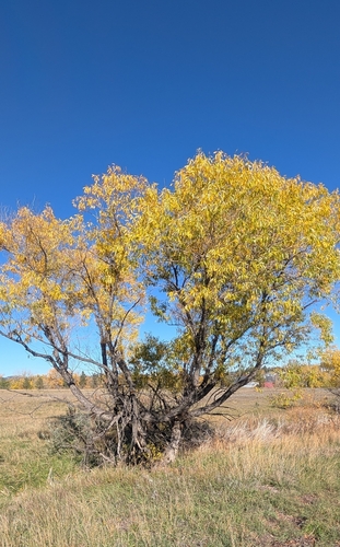 Salix nigra, 2026-10-27