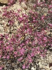 Chorizanthe fimbriata