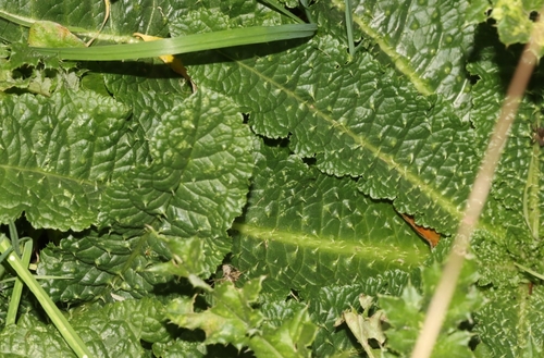 Dipsacus fullonum observed 2026-10-27