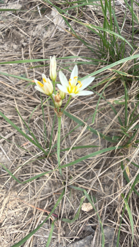 Nothoscordum bivalve, 2026-10-26
