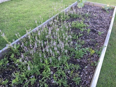 Stachys floridana