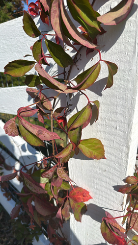 Cissus observed 2026-10-27