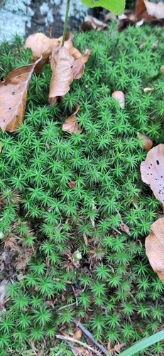 Polytrichum commune observed 2026-10-27