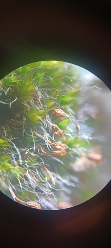 Grimmia observed 2026-10-27