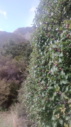 Pittosporum observed 2026-10-28