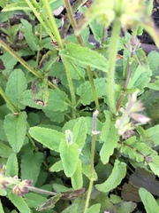 Stachys floridana
