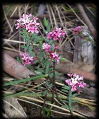 Pimelea alpina