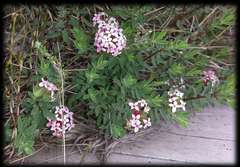 Pimelea alpina