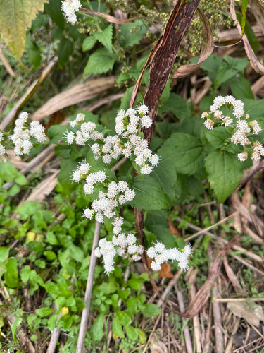 Ageratina altissima, 2026-10-27