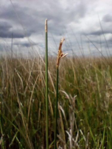 Schoenoplectus californicus observed 2026-10-27