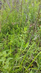 Carex davisii